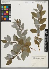 Foto von Salix pyrifolia Andersson